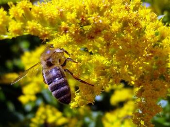 Close-up of insect on yellow flower