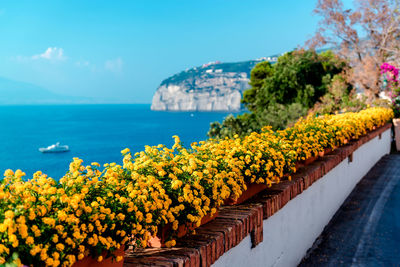 Yellow flowers blooming by sea against sky