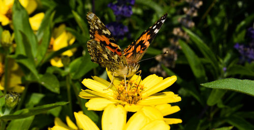 Close-up of butterfly pollinating on flower