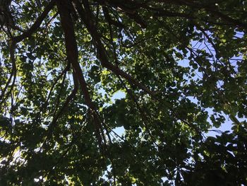 Low angle view of trees in forest against sky