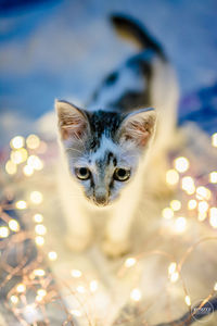 Close-up portrait of cat with illuminated dog