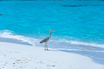 A close-up of a beautiful heron on a tropical beach. impressive image for any use.