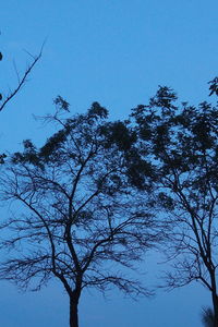 Low angle view of trees against blue sky
