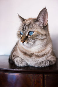 Close-up of cat sitting on table