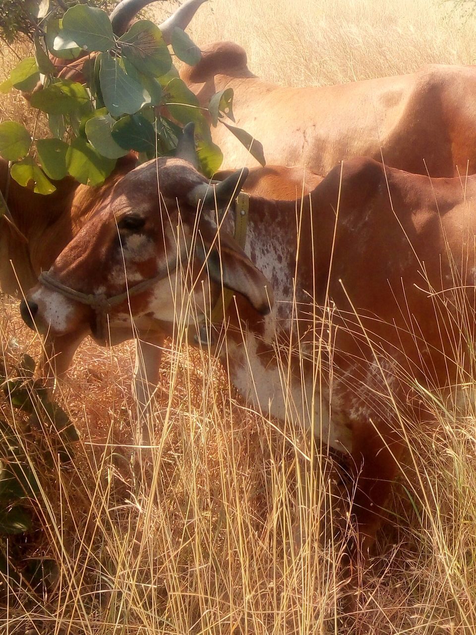 close-up, grass, plant, outdoors, field, nature, sunlight, day, animal themes, no people, dry, high angle view, sand, growth, straw, water, one animal, part of, animals in the wild, focus on foreground