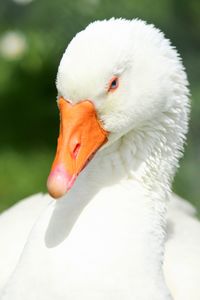 Close-up of swan