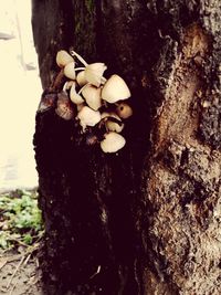 Close-up of mushrooms growing on tree trunk