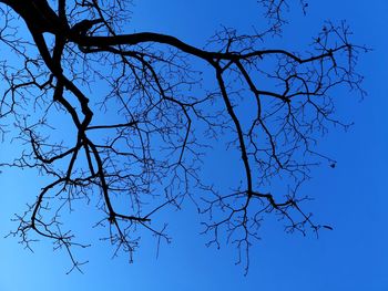 Low angle view of bare tree against clear blue sky