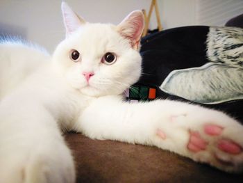 Close-up portrait of a cat