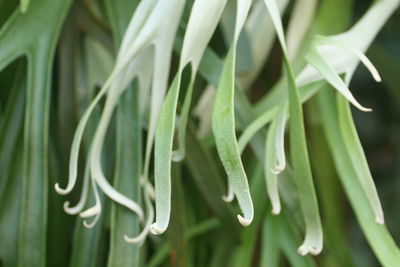 Close-up of elkhorn fern green leaves