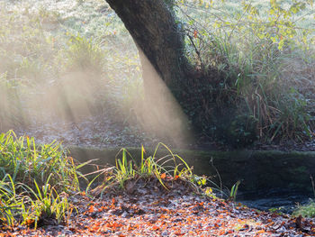 Scenic view of forest
