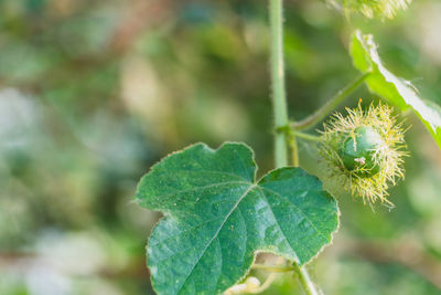 Close-up of plant growing outdoors