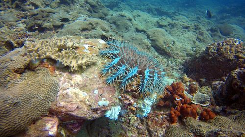 Fish swimming in sea