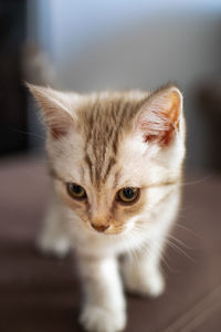 Close-up portrait of a cat