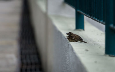 Close-up of bird perching outdoors