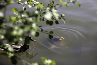 High angle view of duck swimming in lake