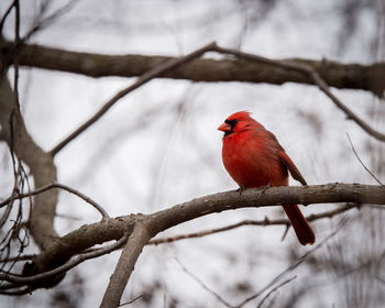 Bird perching on branch