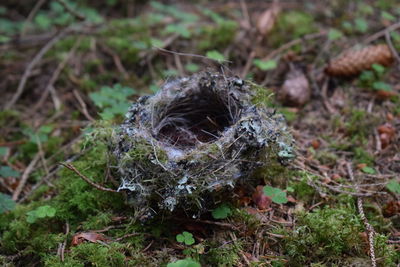 Close-up of nest on field at forest