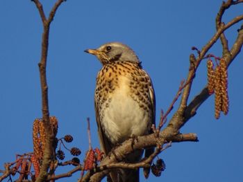 Low angle view of bird perching on tree against sky