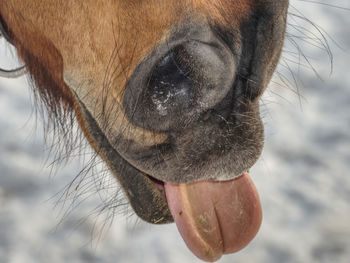 Brown horse nose with sticking out tongue. snow in background, winter warm turf on horse face