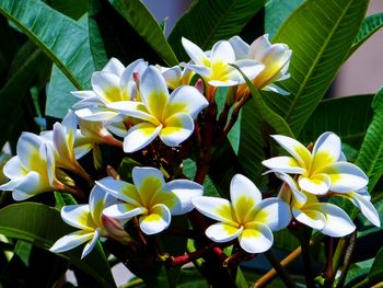 plant