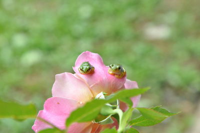 Close-up of pink rose flower bud