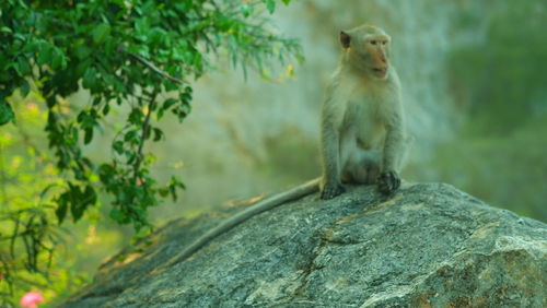 Monkey sitting on rock