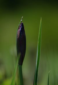 Close-up of purple flowering plant