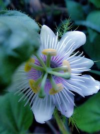 Close-up of white flowers