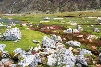 Stream flowing through lush green valley at cordillera blanca in andes mountain