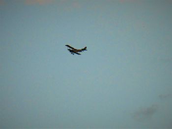 Low angle view of bird flying against clear sky