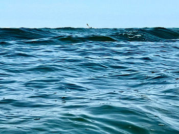 Whale swimming in sea