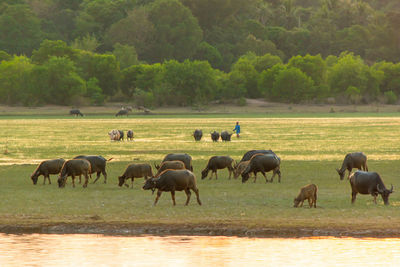 Horses in a field