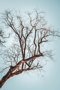 Low angle view of bare tree against clear sky