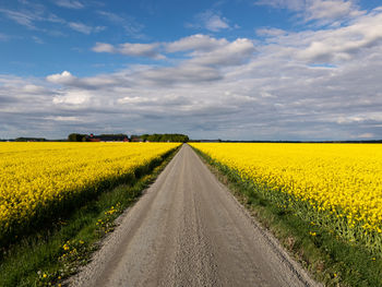 Road going through a rapeseed field