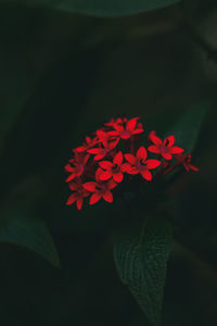 Close-up of red rose flower