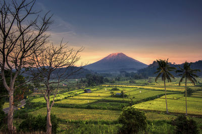 Scenic view of agricultural field against sky during sunset