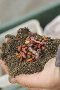 Human hand holding worms