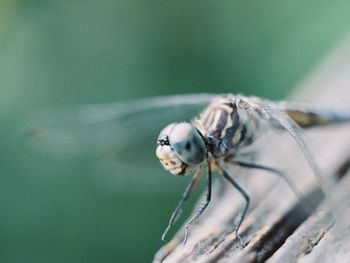 Close-up of fly