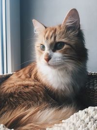 Close-up portrait of cat at home