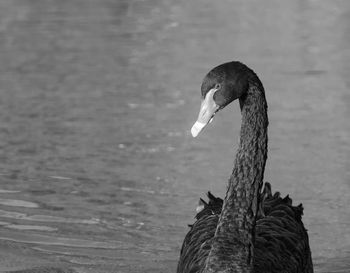 Close-up of black swan in lake