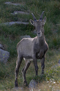 Deer standing in forest