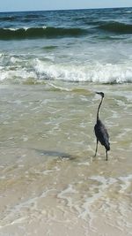 Bird on beach