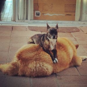 Cat lying on the ground