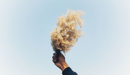 Cropped hand holding plant against clear sky