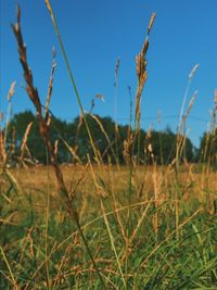 Close-up of crops on field against sky