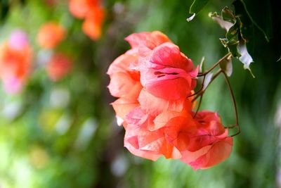 Close-up of pink rose blooming outdoors