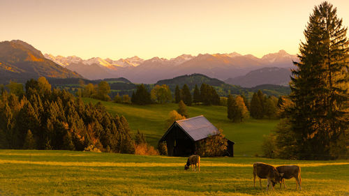 Horses grazing in a field