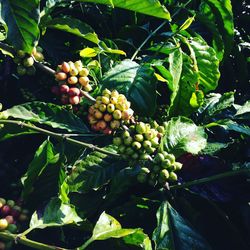 Close-up of fruits on tree