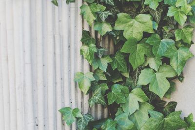 Close-up of ivy growing on plant